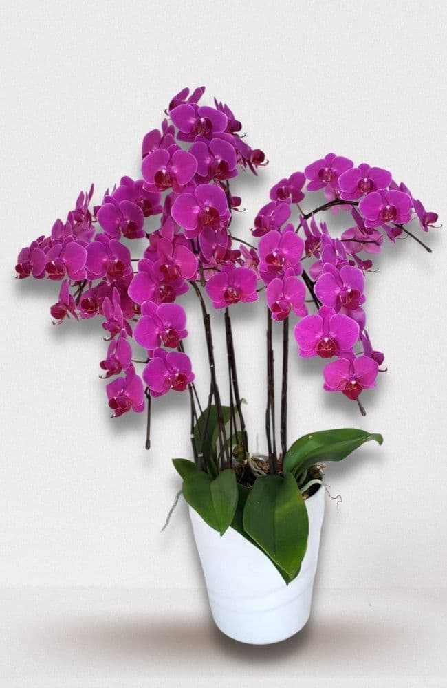 濃いピンクのミディ胡蝶蘭