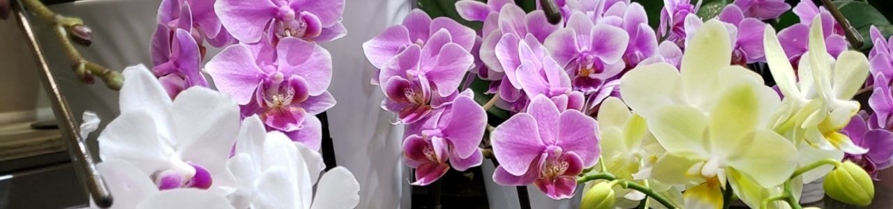 どい花店店内陳列ミディ胡蝶蘭たち