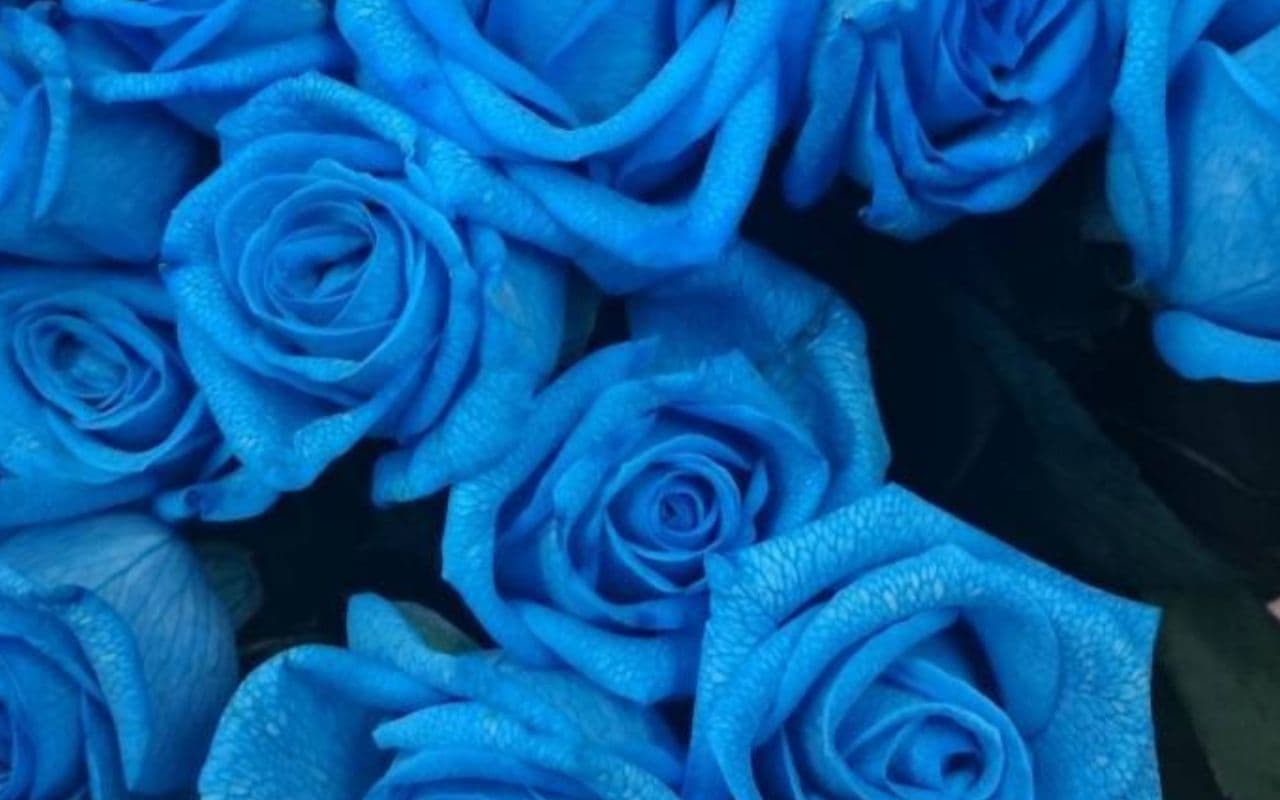 珍しいブルーのバラ