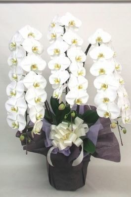お供え用白大輪3本立ち胡蝶蘭