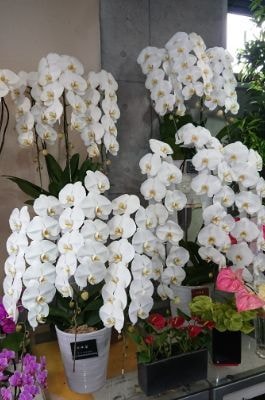 どい花店の陳列胡蝶蘭たち
