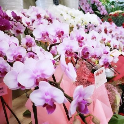 どい花店の店内陳列ミディ胡蝶蘭