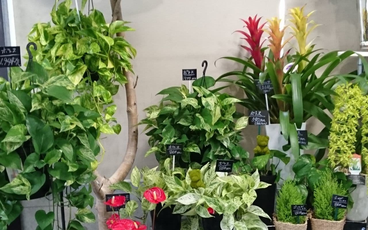 インタリアに人気の観葉植物たち