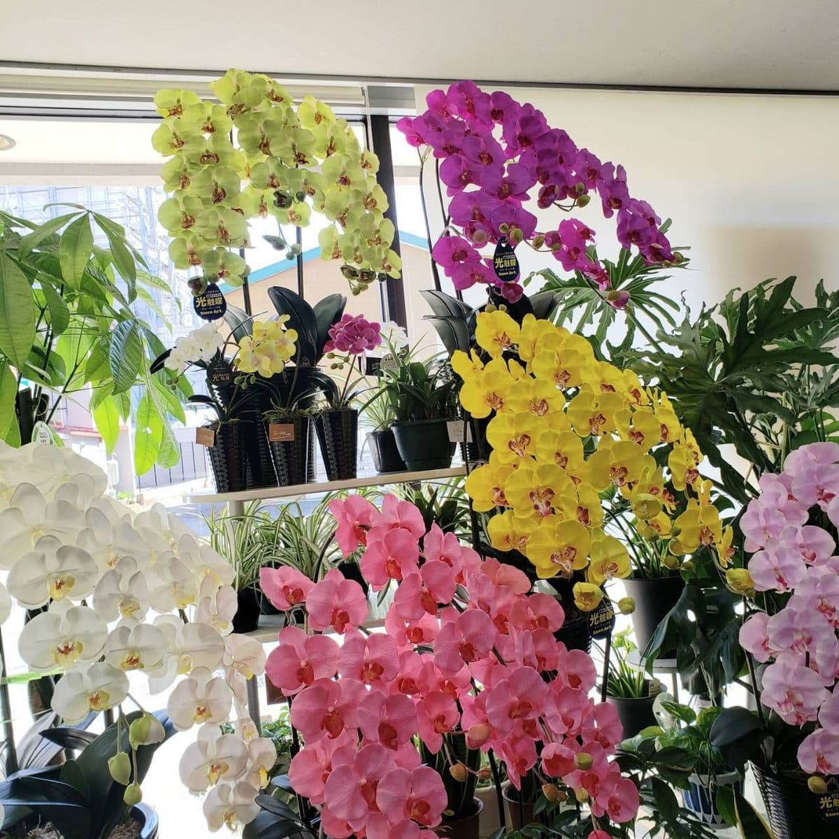 どい花店店内陳列光触媒胡蝶蘭