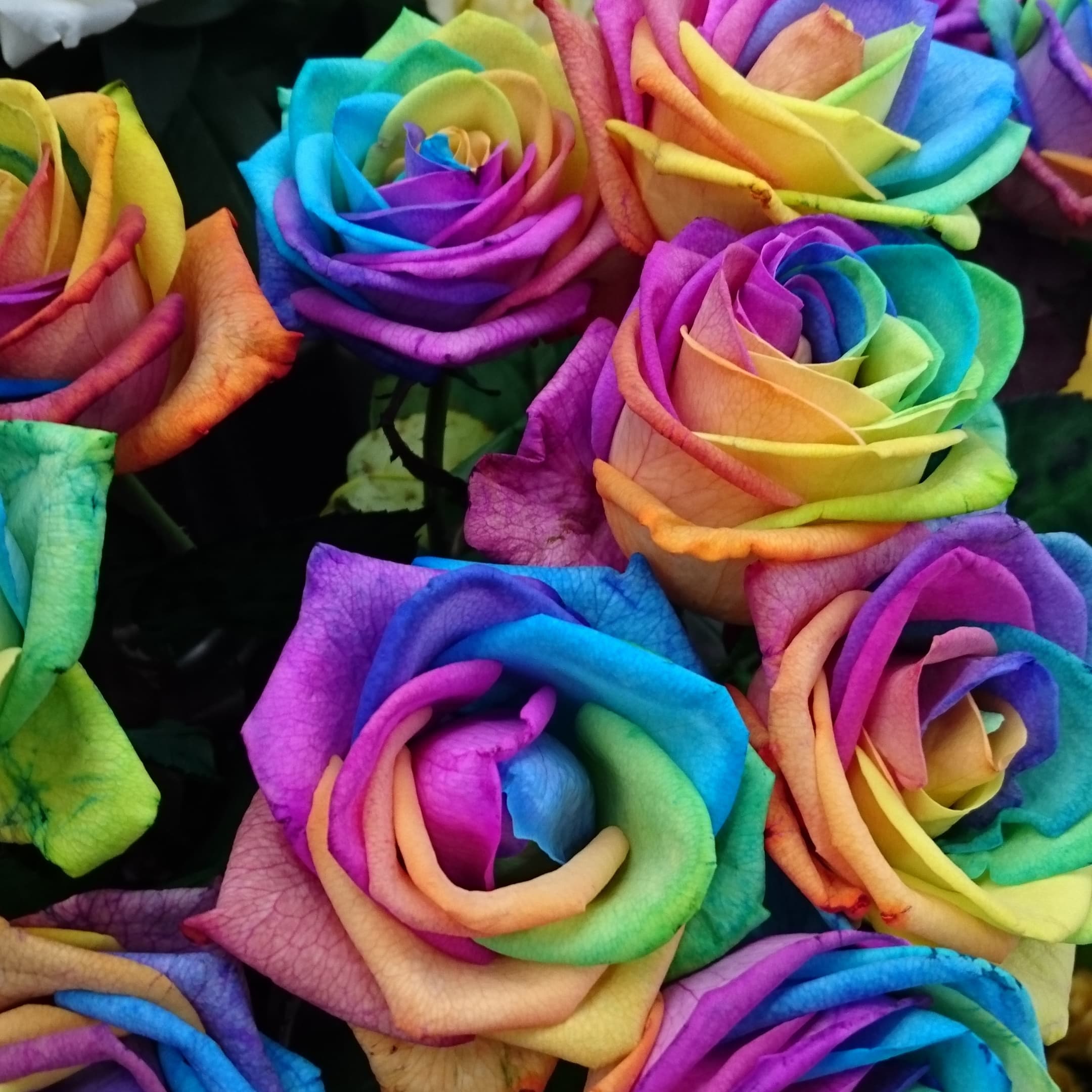 人気のレインボーカラーのバラ