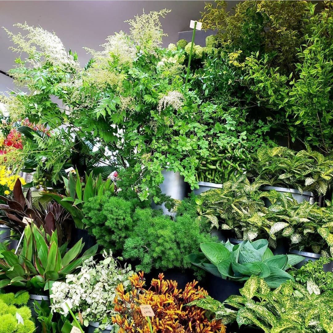 店内の種類豊富なグリーン