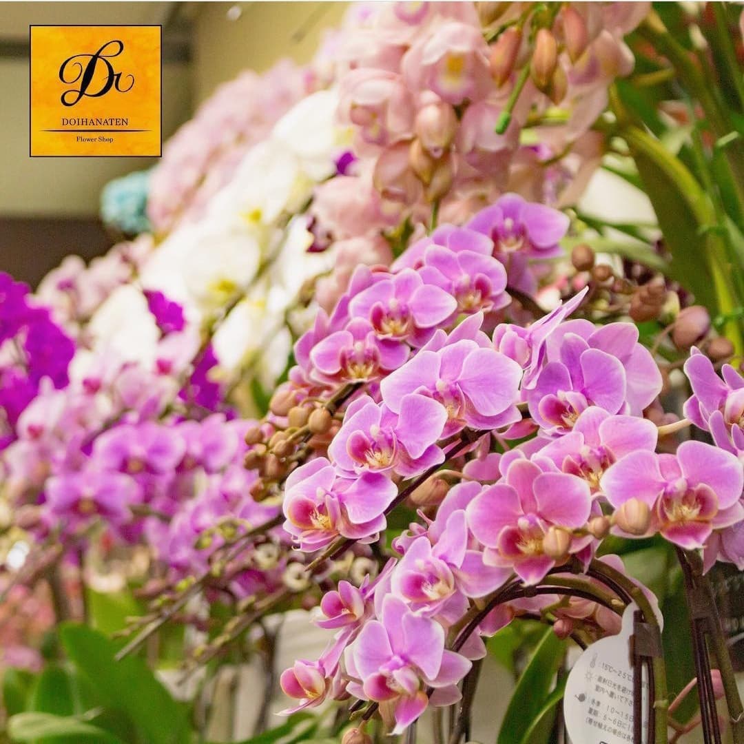 店内の数多くの胡蝶蘭たち