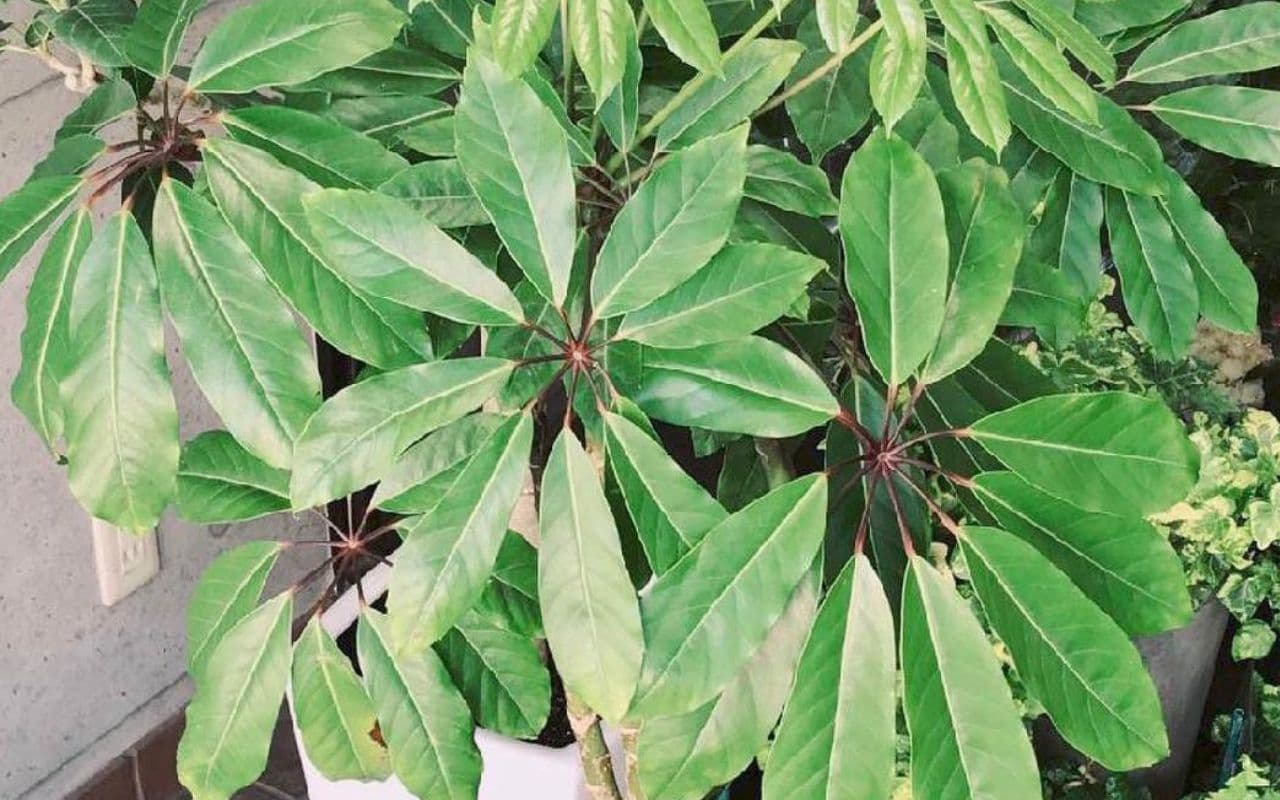 人気の観葉植物ツピタンサス