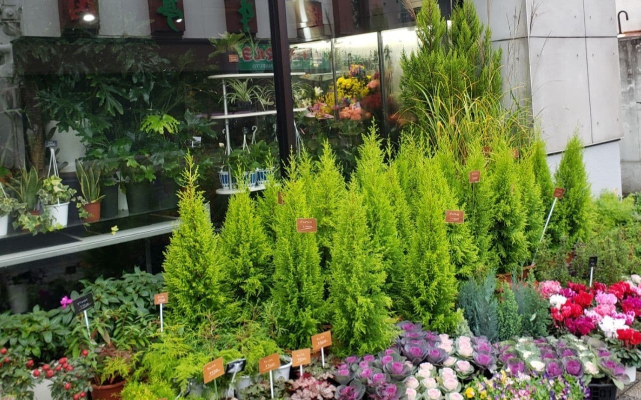 冬にはたくさんのゴールドクレスト