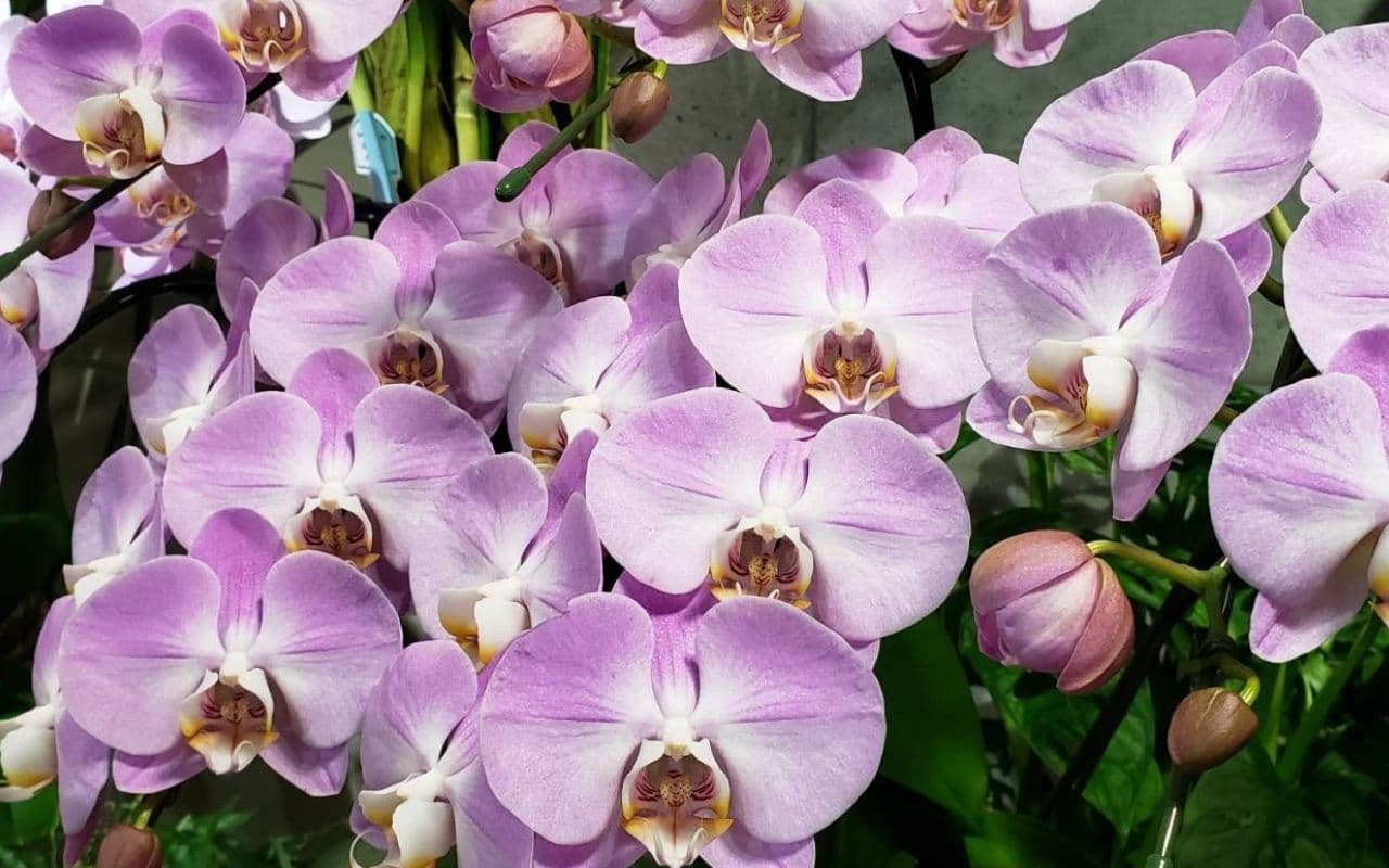 どい花店のピンク大輪胡蝶蘭