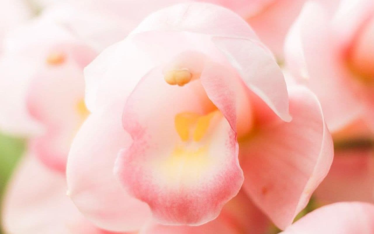 優しいピンクの丸く可愛らしいシンビジューム