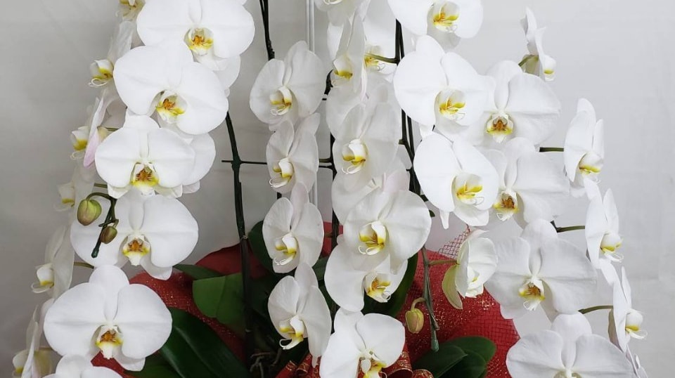 白大輪の豪華な胡蝶蘭