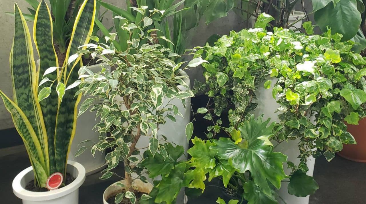 インテリアにピッタリな観葉植物